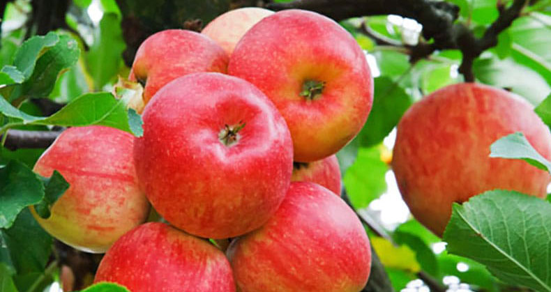 کاشت و نگهداری درخت سیب
