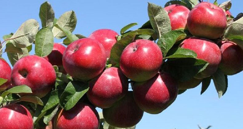 کاشت و نگهداری درخت سیب