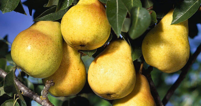 افزایش کیفیت میوه گلابی