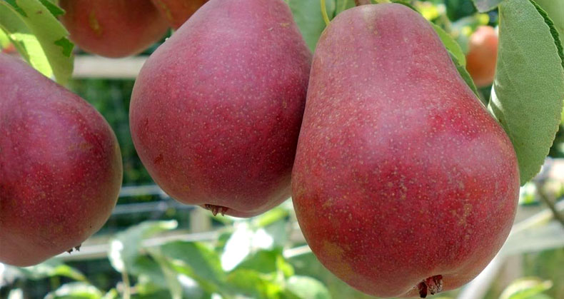 افزایش کیفیت میوه گلابی