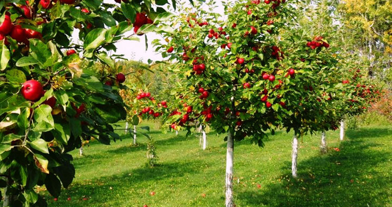 مزایای درختان سیب پاکوتاه