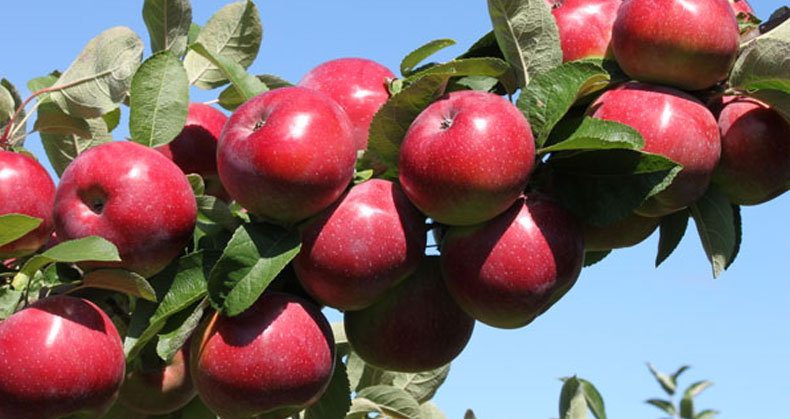 مزایای احداث باغ سیب