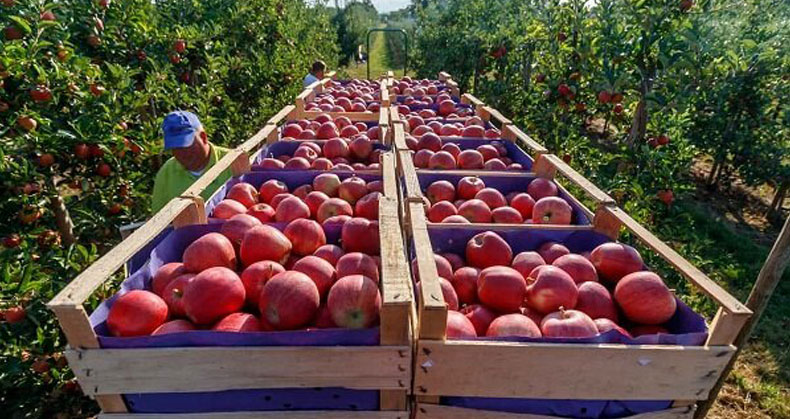 مزایای احداث باغ سیب