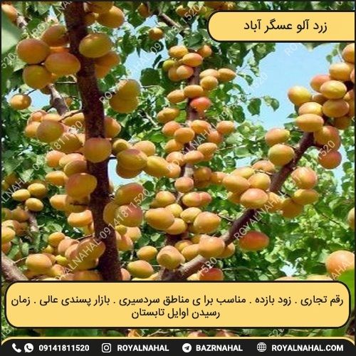 خرید نهال زرد آلو عسگر آباد