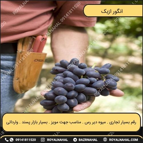 خرید نهال انگور ازبک