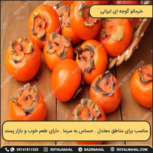 خرید نهال خرمالو گوجه ای ایرانی