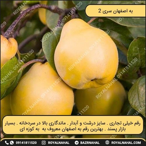 خرید نهال به اصفهان سری 2
